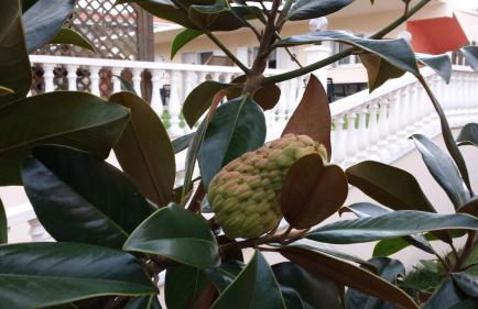 Ammos Kalamitsi - Foto 21