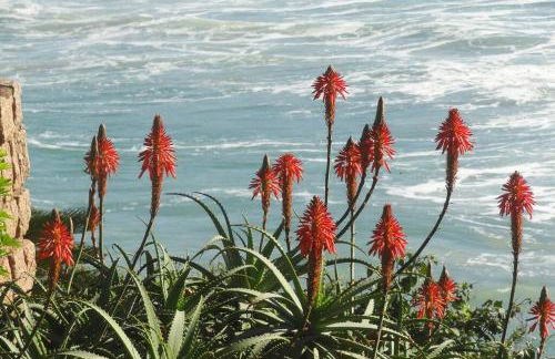 JoaquinaHouse Paraíso exclusivo, acesso a praia - Foto 11