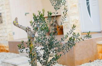 Villa Queen Jelena - Foto 9