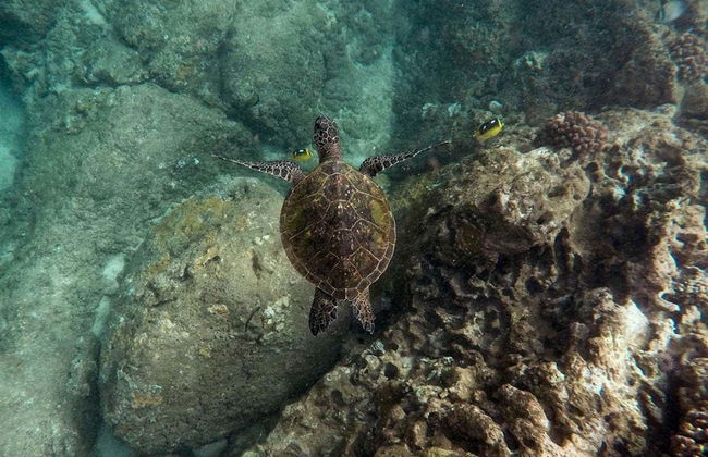 Alquiler de dónut barco - Foto 8
