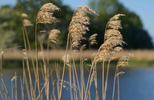 Ferienwohnung Boddenblick - Foto 14
