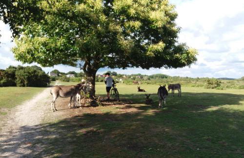 Forest Palms Studio The New Forest National Park - Foto 31