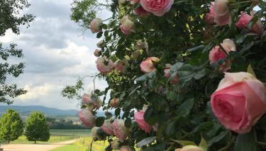 Domus Cariana - Foto 2