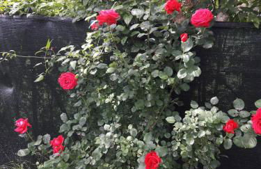 A fine 2 bedroom stone house in Emila - Photo 37