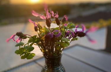 Finca Los Collados de San Miguel - Foto 10