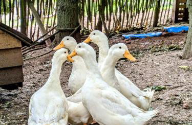 The Warm Hearth 18th Century, 15 acre Countryside Estate - Foto 66