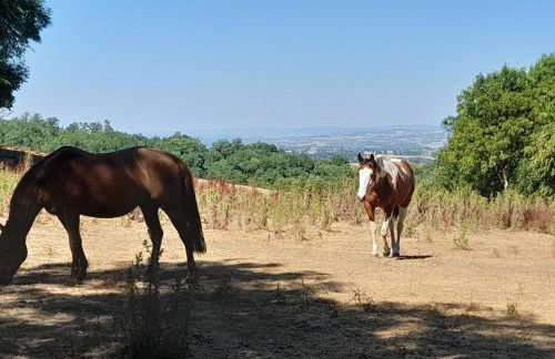 Les Gîtes de Roucayrols - Foto 27