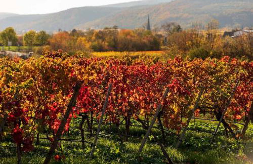 Unter den Reben - Foto 35