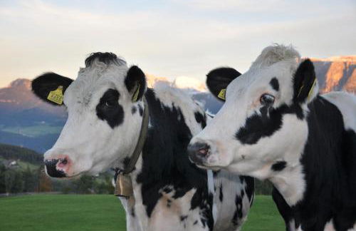 Unterpfaffstall-Hof - Foto 62