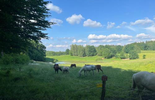 Białe Domki - Foto 22