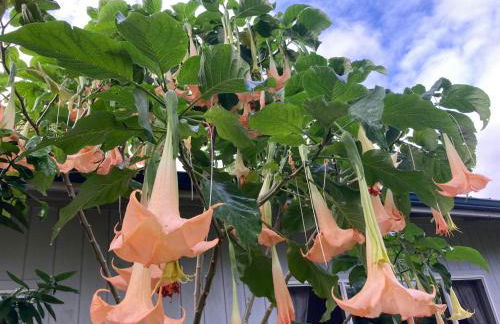 Comfort Nest - Foto 41