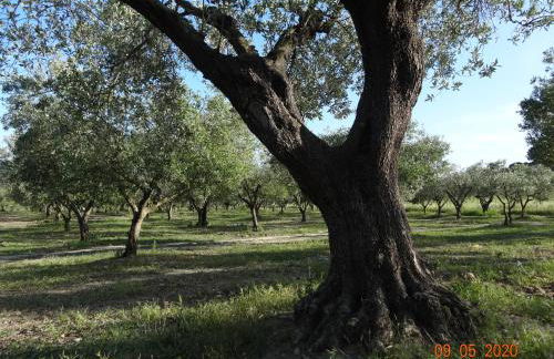 Agriturismo Fieri - Foto 15