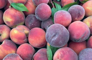 Agriturismo Villa Gaia - Foto 73