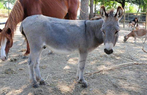 La Casa Colonica wine and oil - Foto 30