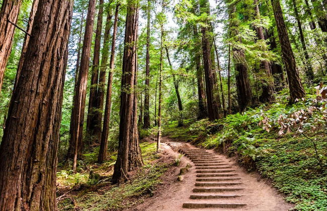 Excursión a Muir Woods y Sausalito - Foto 2