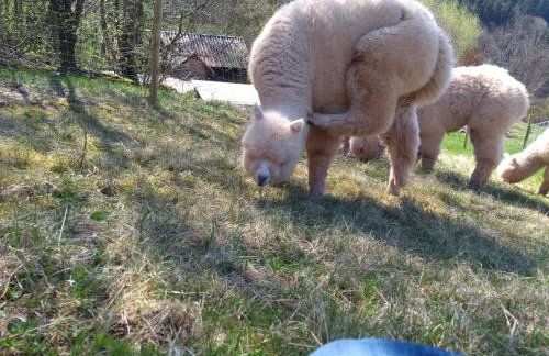 Ferienwohnungen Schwabenhof - Foto 25