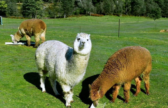 Maydena Mountain Cabins - Foto 29