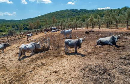 La Cerreta - Terme di Sassetta - Foto 92