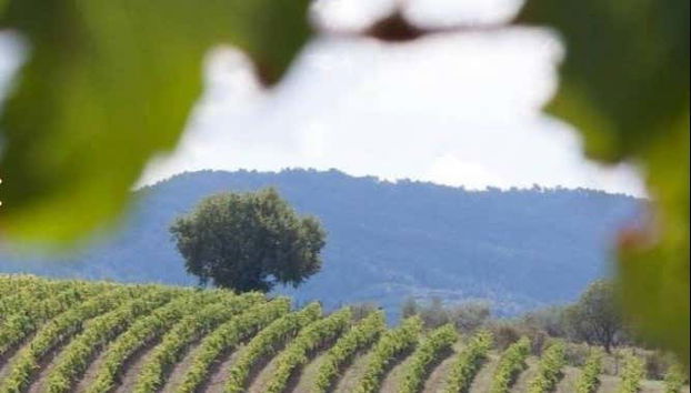 Vineyards of the Chianti valley