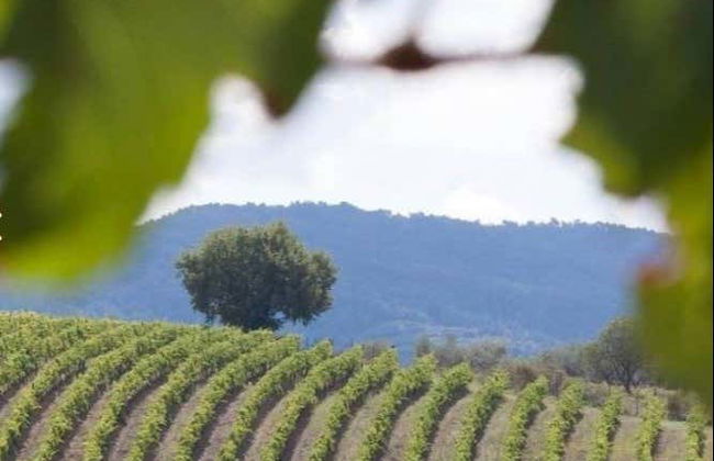 Chianti Wine Tour - Photo 3