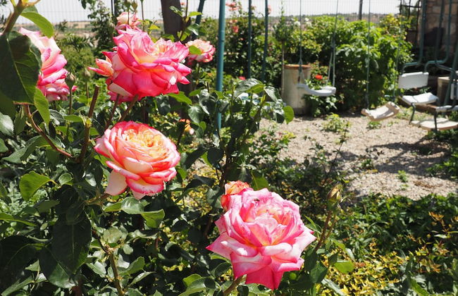 L'Era de Cal Roger - Photo 48