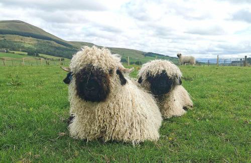 Glen Bay - 2 Bed Lodge on Friendly Farm Stay with Private Hot Tub - Foto 34