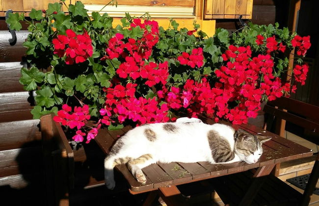 Cabañas de Lires - Foto 24