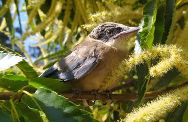 Pago de Yuste - Casa Rural Apartamentos - Foto 19