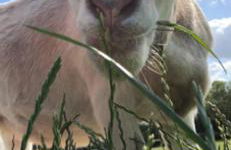 The Old Stable - Foto 12