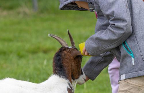 Friesenhof Janssen - Urlaub auf dem Bauernhof - Foto 9