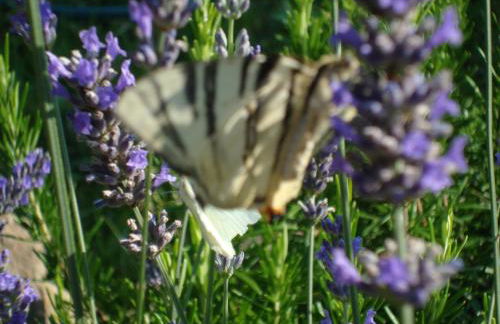 il Fienile di Penelope - Foto 22