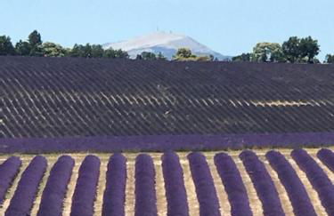 Villa au pied du Ventoux - Foto 13