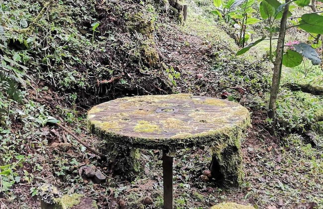 Millar de Aves - Foto 13