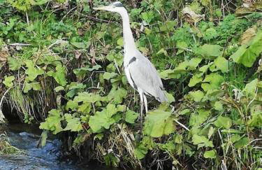 Riverside Cottage at Logwood Mill - Foto 74