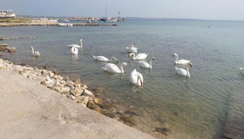 New Kosljun Apartment short walk to Beach - Foto 3