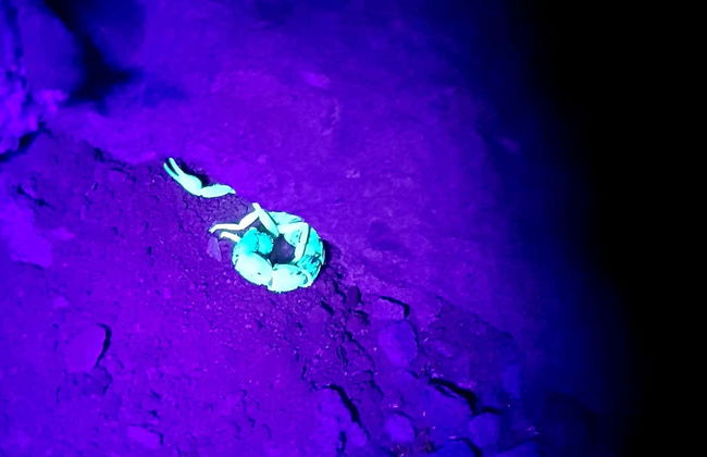 Trilha noturna por Oudtshoorn + Avistamentos de escorpiões - Foto 7