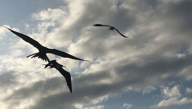 Aves endêmicas de Holbox