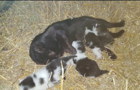 Ferienhof Broger FeWo Bergblickle mit Pool - Foto 51