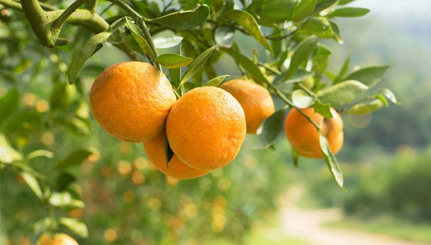 Carcagente Orange Grove Tour - Photo 5, The famous estate