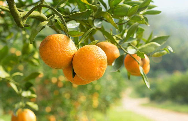 Carcagente Orange Grove Tour - Photo 5