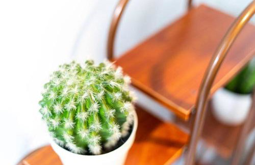 Cacti - Cactyou - Cactus - Foto 23