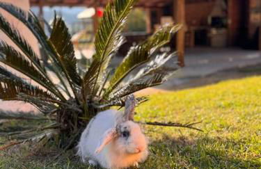 Casa de Campo - Águas Mornas SC - Photo 35