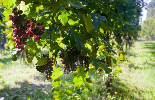 Agriturismo Villa Mocenigo - Photo 57