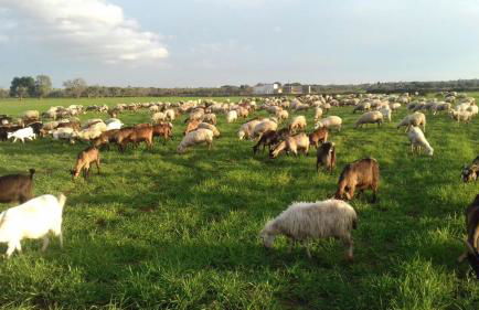 Masseria La Fica - Foto 63