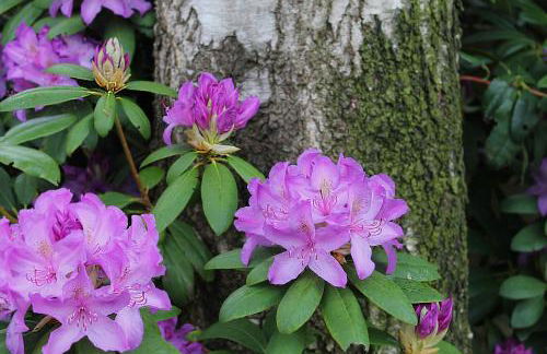 Ferienhaus Torsholt - Foto 25