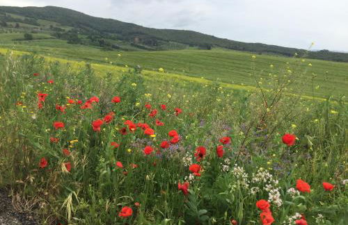 In piazza Casale Marittimo - Foto 22