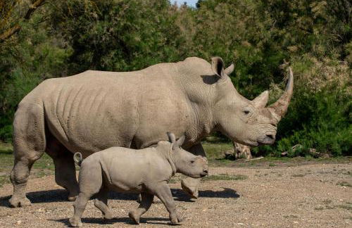 Le Mieukerien - Réserve africaine 15 mn - Plage 200 m - Foto 29