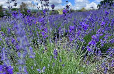 Casa laggiù - Foto 50