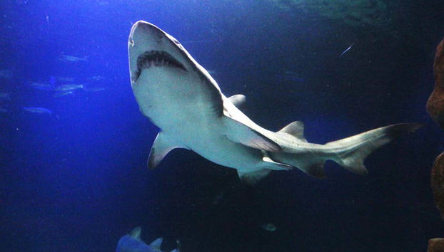 Oceanic Aquarium Ticket - Foto 2