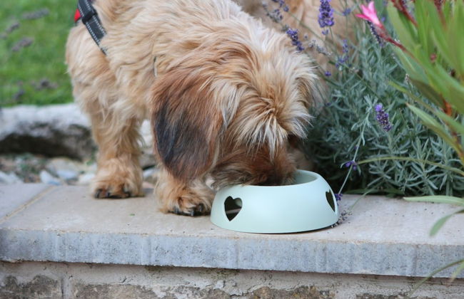 The Bird of Happiness-heaven for Dogs - Foto 15